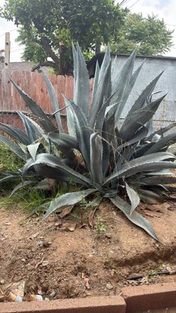 Agave para birria