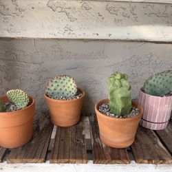 Various Live Potted Cactus Plants In Terra Cotta Pots
