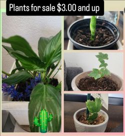 Plants for sell