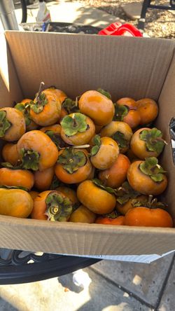 Organic persimmons 3 for $1.00