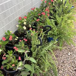 Plants for sale 10 each 