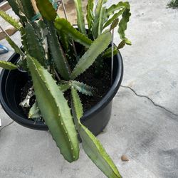 Dragon Fruit Cuttings