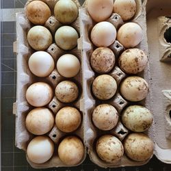 Unwashed, Farm Fresh Duck Eggs