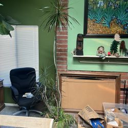 Draceanea Marginata - Dragon Plant