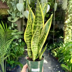 4” Sansevieria ‘Laurentii’ $17.99💛💚💛
