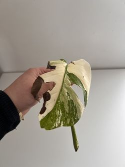 Monstera Albo Top Cutting
