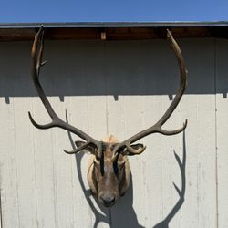 Bull Elk Mounts 
