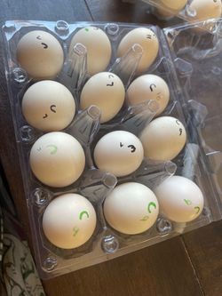 Bantam Cochin eggs