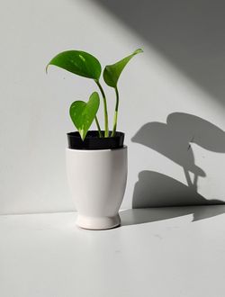 Lush Trailing High Variegation Pothos Money Plant/ Indoor Plant/ House Plant/ Flower patio garden
