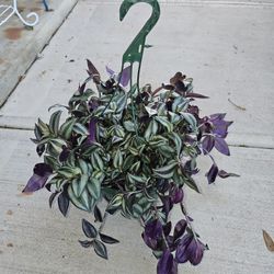 Wandering Jews, Tradescantia Zebrina Beautiful And Healthy HANGING BASKETS PLANTS ARRIVED. $14 each