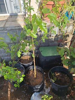 Mulberry Trees 3 Available And Ready To Be Planted