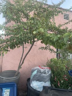 Plants 