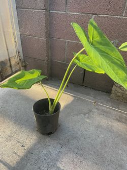 Elephant Ear Plant