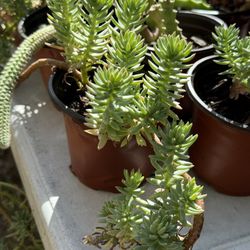 Succulents Plants 4”pot