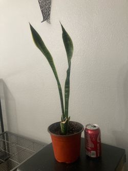 Snake plant or lengua de suegra