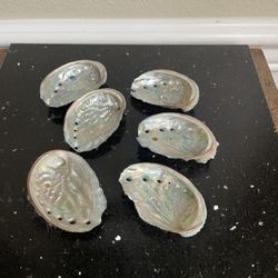 Set of 6 Abalone Shell Mini