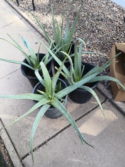 12 Aloe Vera