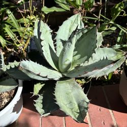 Cute Agave Plants 