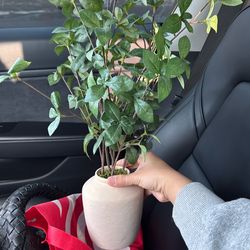 Artificial Plant Target Hearth And Hand