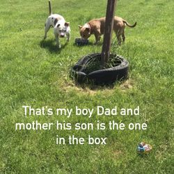 Looking for a lovely family and home