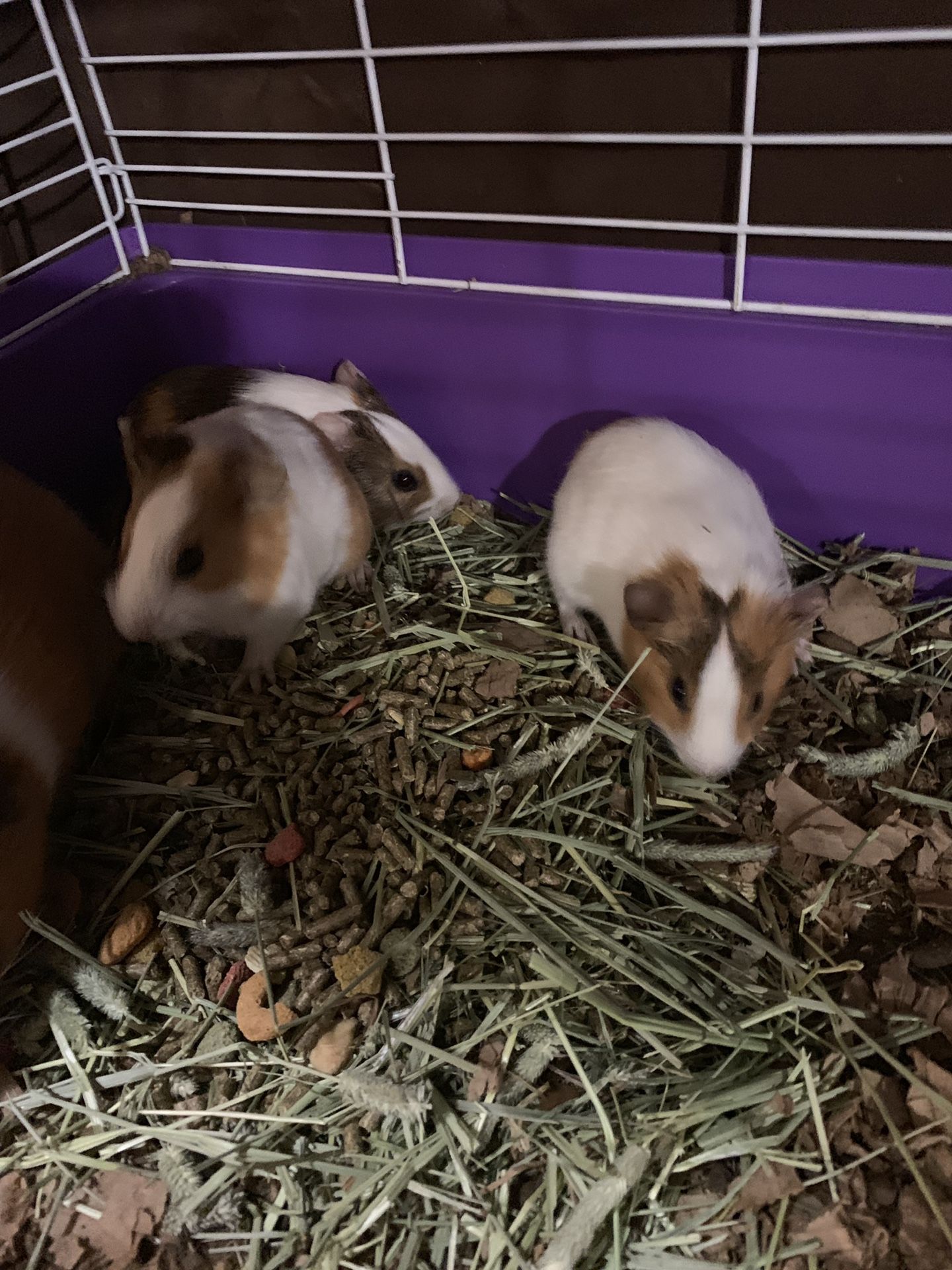 Guimos bebés