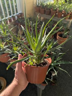 Rare Hedgehog Aloe Plants in 6inch Planter