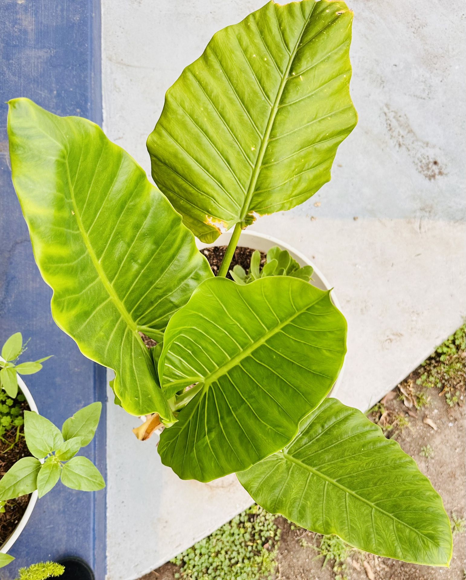 Ivory Aluminum Pot Elephant's Ear Spoon Lily Plant 19 By 7 "