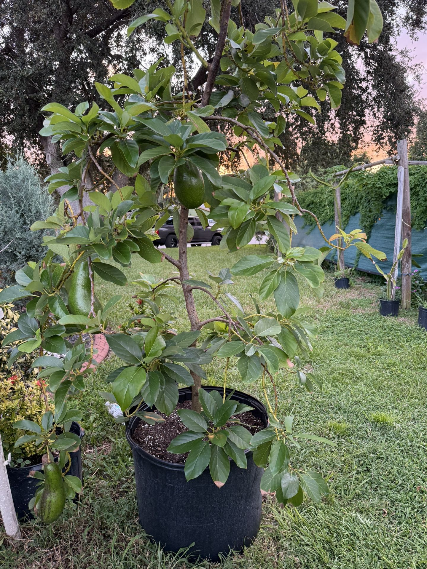 Russell Avocado Tree 