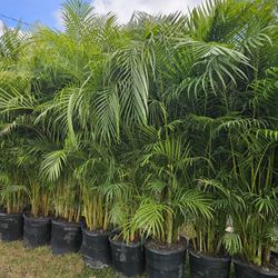 huge arecas and podocarpus About  7 feet tall over the pot Instant privacy Hedge for fence green full 