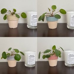 Pilea/ Chinese Money Plant W/Ceramic Pot