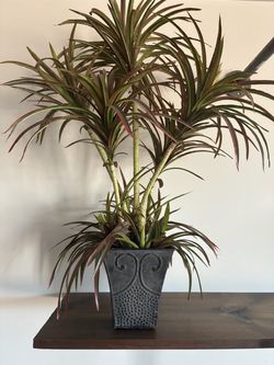Fake/Decorative plants