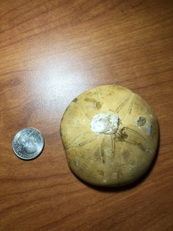large fossilized sand dollar