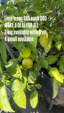 Lime tree for sale dm me if interested