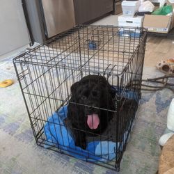 REDUCED!  Collapsible Crate Dog Pet