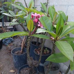 Plumerias