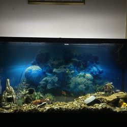 65 Gallon aquarium w/ stand + LED Lights