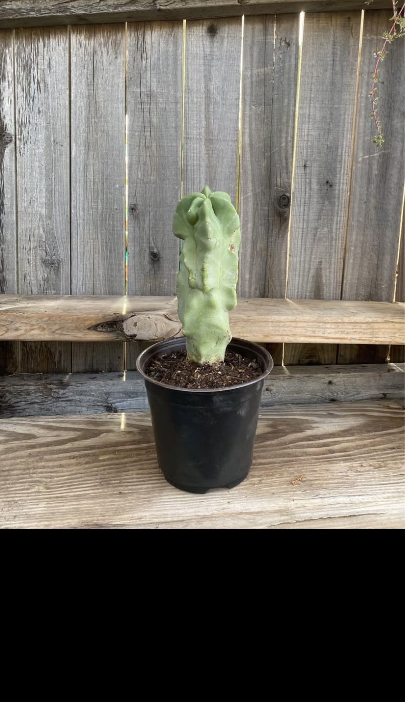 Monstrose Totem Pole Cactus Plant