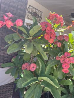 Corona De Cristo  Planta   Y  Flor Grandes  Color De Flor Salmon