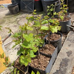 Grapes Plants 