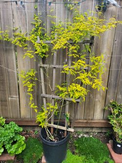Golden Jasmine