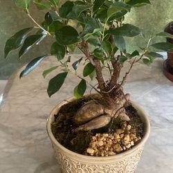 Bonsai New Ceramic Pot 