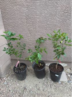 Calamansi