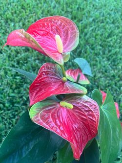 ANTHURIUM ASSORTED (6” Pot) Home/Office
