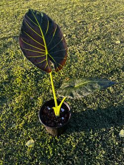 Alocasia regal shield