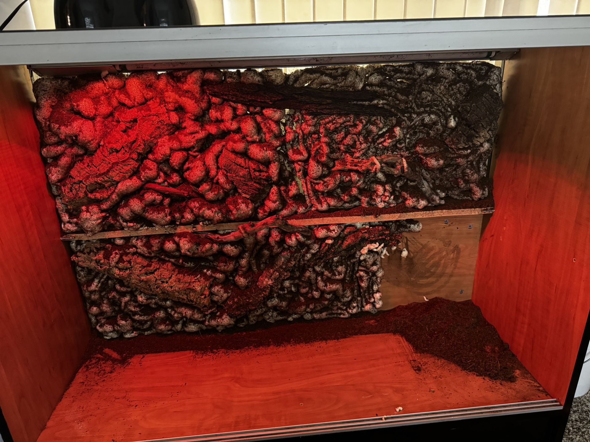 Unfinished reptile home have the doors don’t have time to build it
