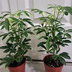 🌿Healthy Live Air Purifying Houseplant Variegated Moondrop Umbrella Plant 13" Tall In Pot 4" ~ $12/ea