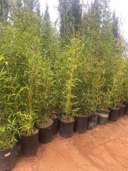 5 Gallon Size- Bamboo Plants - Approximately 4- 6 feet tall- Multiple Varieties Available!