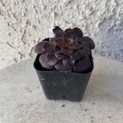 2 Inch Pot Succulent Plant - Rare Aeonium Blushing Beauty - Rooted & Established - Drought Resistant 🪴 Great Baby Shower or Wedding Favors