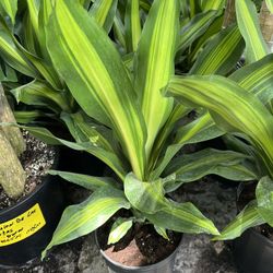 Dracaena Golden Heart In 3 gls Pot. SPECIAL PRICE 🤩