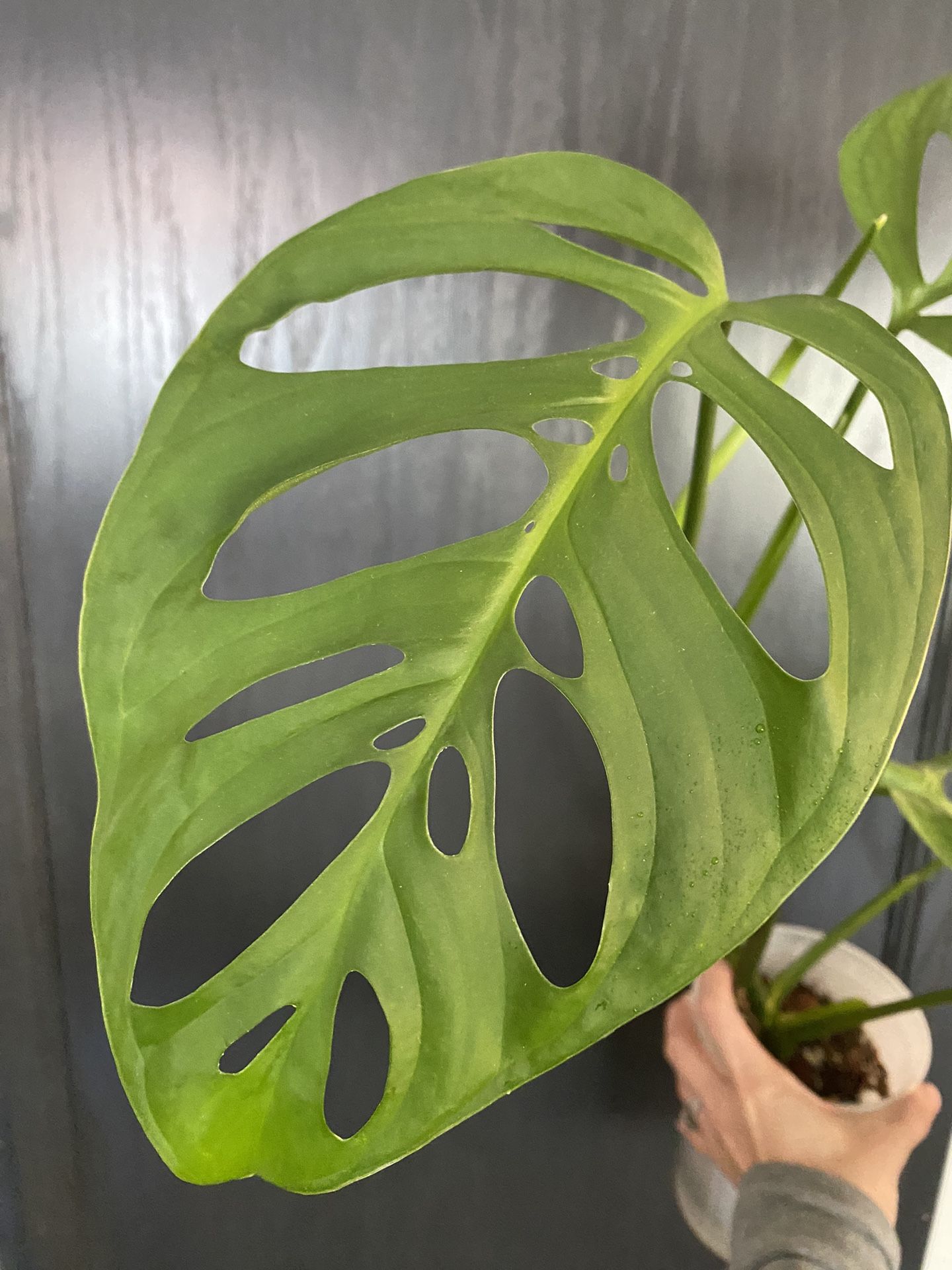 Monstera Esqueleto for Sale in Santee, CA OfferUp